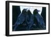 Corvus Moon-Durwood Coffey-Framed Giclee Print