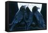 Corvus Moon-Durwood Coffey-Framed Stretched Canvas