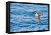 Cory's Shearwater (Calonectris Diomedea) in Flight over Sea, Canary Islands, May 2009-Relanzón-Framed Stretched Canvas