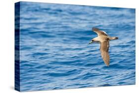 Cory's Shearwater (Calonectris Diomedea) in Flight over Sea, Canary Islands, May 2009-Relanzón-Stretched Canvas