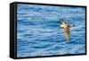 Cory's Shearwater (Calonectris Diomedea) in Flight over Sea, Canary Islands, May 2009-Relanzón-Framed Stretched Canvas