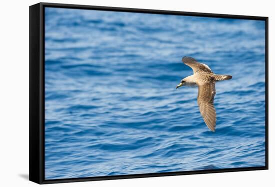 Cory's Shearwater (Calonectris Diomedea) in Flight over Sea, Canary Islands, May 2009-Relanzón-Framed Stretched Canvas