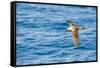 Cory's Shearwater (Calonectris Diomedea) in Flight over Sea, Canary Islands, May 2009-Relanzón-Framed Stretched Canvas