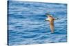 Cory's Shearwater (Calonectris Diomedea) in Flight over Sea, Canary Islands, May 2009-Relanzón-Stretched Canvas