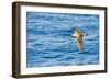 Cory's Shearwater (Calonectris Diomedea) in Flight over Sea, Canary Islands, May 2009-Relanzón-Framed Photographic Print