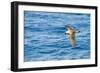 Cory's Shearwater (Calonectris Diomedea) in Flight over Sea, Canary Islands, May 2009-Relanzón-Framed Photographic Print