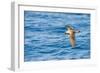 Cory's Shearwater (Calonectris Diomedea) in Flight over Sea, Canary Islands, May 2009-Relanzón-Framed Photographic Print