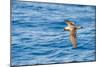 Cory's Shearwater (Calonectris Diomedea) in Flight over Sea, Canary Islands, May 2009-Relanzón-Mounted Photographic Print