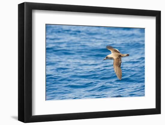 Cory's Shearwater (Calonectris Diomedea) in Flight over Sea, Canary Islands, May 2009-Relanzón-Framed Photographic Print