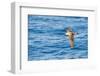 Cory's Shearwater (Calonectris Diomedea) in Flight over Sea, Canary Islands, May 2009-Relanzón-Framed Photographic Print