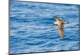 Cory's Shearwater (Calonectris Diomedea) in Flight over Sea, Canary Islands, May 2009-Relanzón-Mounted Photographic Print