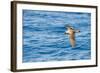 Cory's Shearwater (Calonectris Diomedea) in Flight over Sea, Canary Islands, May 2009-Relanzón-Framed Photographic Print