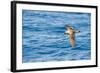 Cory's Shearwater (Calonectris Diomedea) in Flight over Sea, Canary Islands, May 2009-Relanzón-Framed Photographic Print