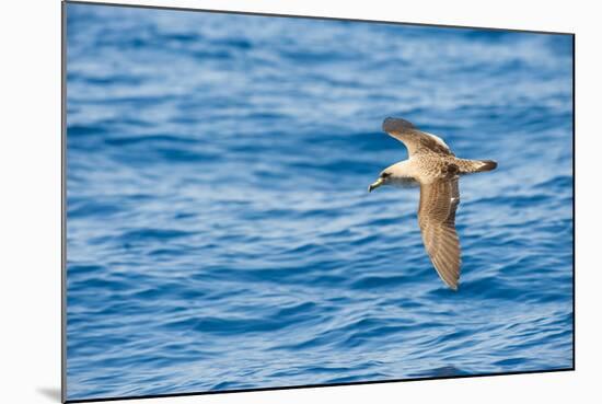 Cory's Shearwater (Calonectris Diomedea) in Flight over Sea, Canary Islands, May 2009-Relanzón-Mounted Photographic Print