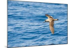 Cory's Shearwater (Calonectris Diomedea) in Flight over Sea, Canary Islands, May 2009-Relanzón-Mounted Photographic Print