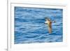 Cory's Shearwater (Calonectris Diomedea) in Flight over Sea, Canary Islands, May 2009-Relanzón-Framed Photographic Print