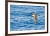 Cory's Shearwater (Calonectris Diomedea) in Flight over Sea, Canary Islands, May 2009-Relanzón-Framed Photographic Print