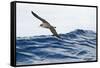 Cory's Shearwater (Calonectris Diomedea) in Flight over Sea, Pico, Azores, Portugal, June 2009-Lundgren-Framed Stretched Canvas