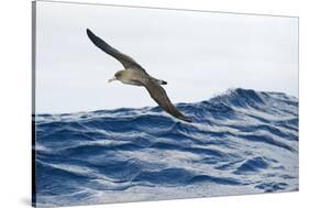 Cory's Shearwater (Calonectris Diomedea) in Flight over Sea, Pico, Azores, Portugal, June 2009-Lundgren-Stretched Canvas