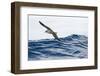 Cory's Shearwater (Calonectris Diomedea) in Flight over Sea, Pico, Azores, Portugal, June 2009-Lundgren-Framed Photographic Print