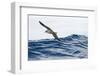 Cory's Shearwater (Calonectris Diomedea) in Flight over Sea, Pico, Azores, Portugal, June 2009-Lundgren-Framed Photographic Print