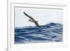 Cory's Shearwater (Calonectris Diomedea) in Flight over Sea, Pico, Azores, Portugal, June 2009-Lundgren-Framed Photographic Print