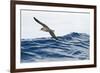 Cory's Shearwater (Calonectris Diomedea) in Flight over Sea, Pico, Azores, Portugal, June 2009-Lundgren-Framed Photographic Print