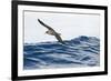 Cory's Shearwater (Calonectris Diomedea) in Flight over Sea, Pico, Azores, Portugal, June 2009-Lundgren-Framed Photographic Print