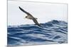 Cory's Shearwater (Calonectris Diomedea) in Flight over Sea, Pico, Azores, Portugal, June 2009-Lundgren-Mounted Photographic Print