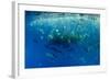 Cory's Shearwaters (Calonectris Diomedea) Diving Among a Mass of Shoaling Fish to Feed-Franco Banfi-Framed Photographic Print