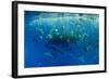 Cory's Shearwaters (Calonectris Diomedea) Diving Among a Mass of Shoaling Fish to Feed-Franco Banfi-Framed Photographic Print