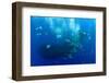 Cory's Shearwaters (Calonectris Diomedea) Diving Among a Mass of Shoaling Fish to Feed-Franco Banfi-Framed Photographic Print