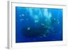 Cory's Shearwaters (Calonectris Diomedea) Diving Among a Mass of Shoaling Fish to Feed-Franco Banfi-Framed Photographic Print