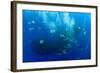 Cory's Shearwaters (Calonectris Diomedea) Diving Among a Mass of Shoaling Fish to Feed-Franco Banfi-Framed Photographic Print
