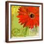 Brown Frame