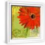 White Frame