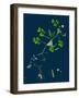 Corydalis Intea; Yellow Fumitory-null-Framed Giclee Print