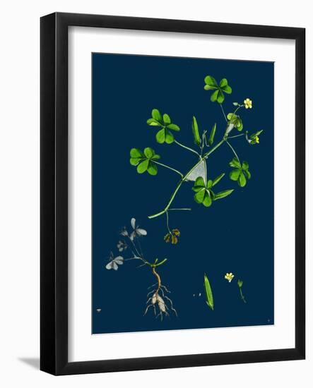 Corydalis Intea; Yellow Fumitory-null-Framed Giclee Print