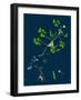 Corydalis Intea; Yellow Fumitory-null-Framed Giclee Print