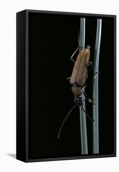 Corymbia Rubra (Red-Brown Longhorn Beetle)-Paul Starosta-Framed Stretched Canvas