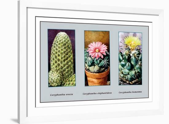 Coryphanta Erecta-null-Framed Premium Giclee Print