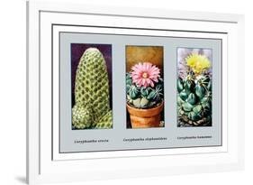 Coryphanta Erecta-null-Framed Premium Giclee Print