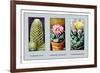 Coryphanta Erecta-null-Framed Premium Giclee Print