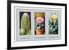 Coryphanta Erecta-null-Framed Premium Giclee Print