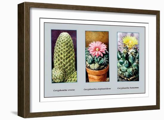 Coryphanta Erecta-null-Framed Art Print