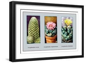 Coryphanta Erecta-null-Framed Art Print