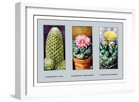 Coryphanta Erecta-null-Framed Art Print