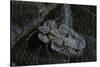 Corythucha Ciliata (Sycamore Lace Bug)-Paul Starosta-Stretched Canvas
