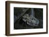 Corythucha Ciliata (Sycamore Lace Bug)-Paul Starosta-Framed Photographic Print