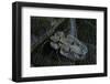 Corythucha Ciliata (Sycamore Lace Bug)-Paul Starosta-Framed Photographic Print